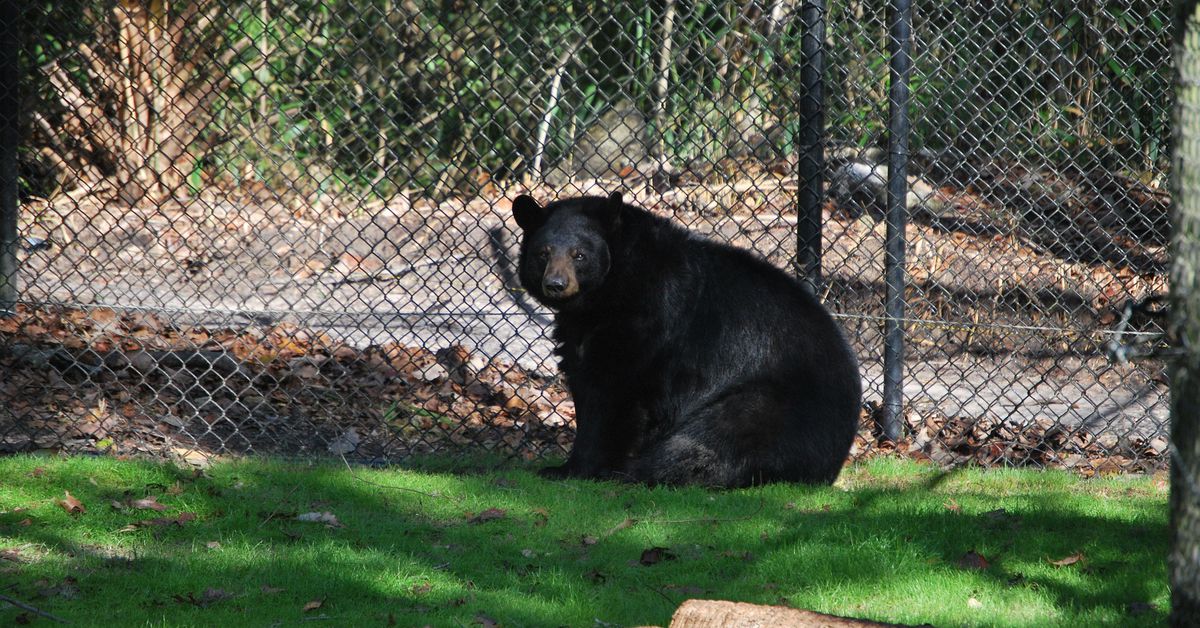 Bitcoin Bears May Still Be a Bit Early, Though Caution Urged: Matrixport 3 bitcoin bears may still be a bit early though caution urged matrixport 1