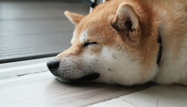 dogecoin futures set record after twitter adopts shiba inu logo