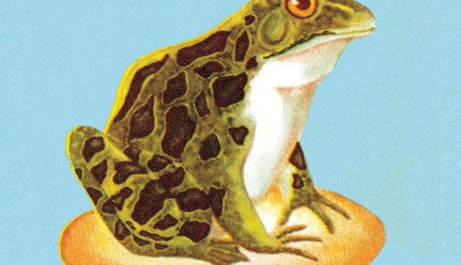 frogs fevers and fees bitcoins new governance challenge