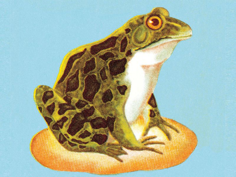 frogs fevers and fees bitcoins new governance challenge