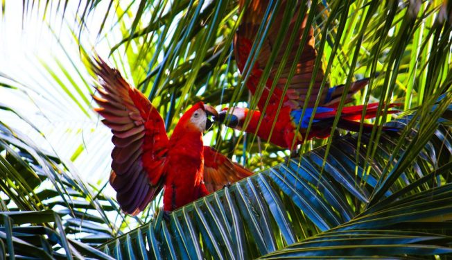 defi project parrot puts fate of over 70m treasury prt token to vote